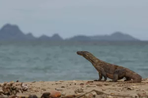 Komodo: Ejderhaların Diyarı ve Daha Ötesine Bir Macera