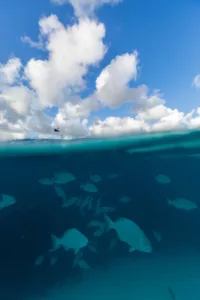 Belize: Orta Amerika’nın Mücevherini Keşfetmek