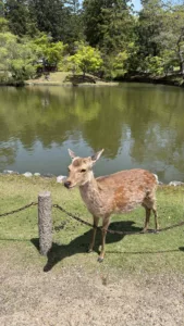 A Szarvasokon Túl: Nara, Japán Kulturális Lelkének Felfedezése