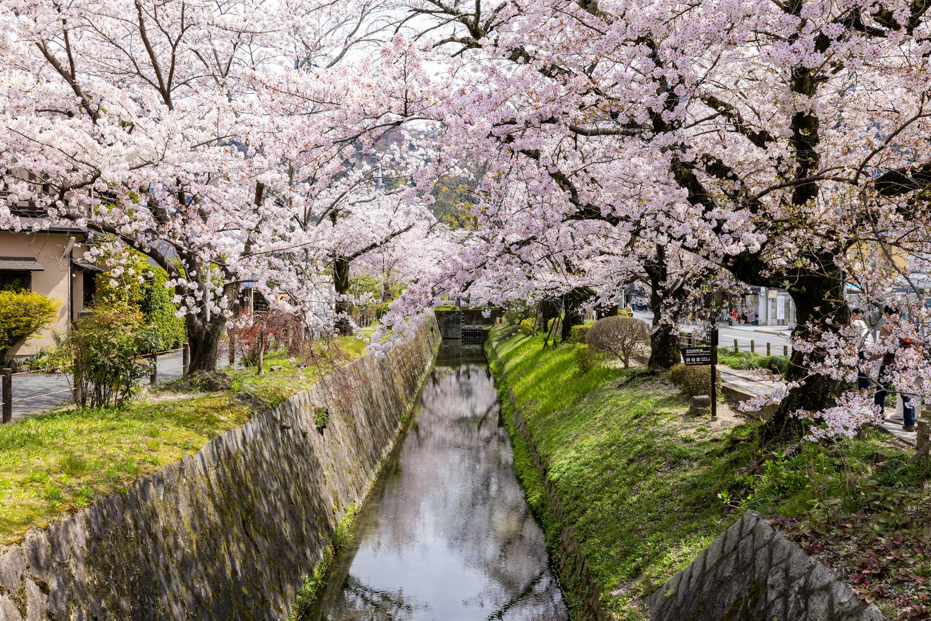 A First-Timer’s Guide to Kyoto in Cherry Blossom Season 2026: Best Viewing Spots and Local Tips