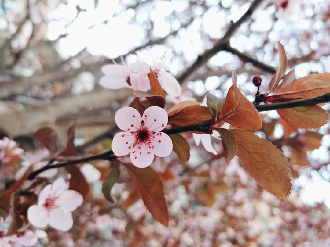 Spain’s very own sakura: cherry blossom season in the Jerte valley