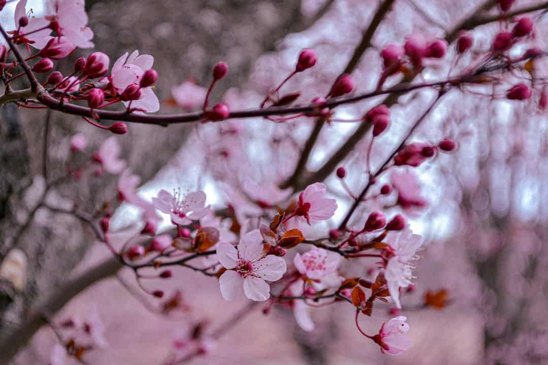 Cherry Blossom Season in Spain's Jerte Valley