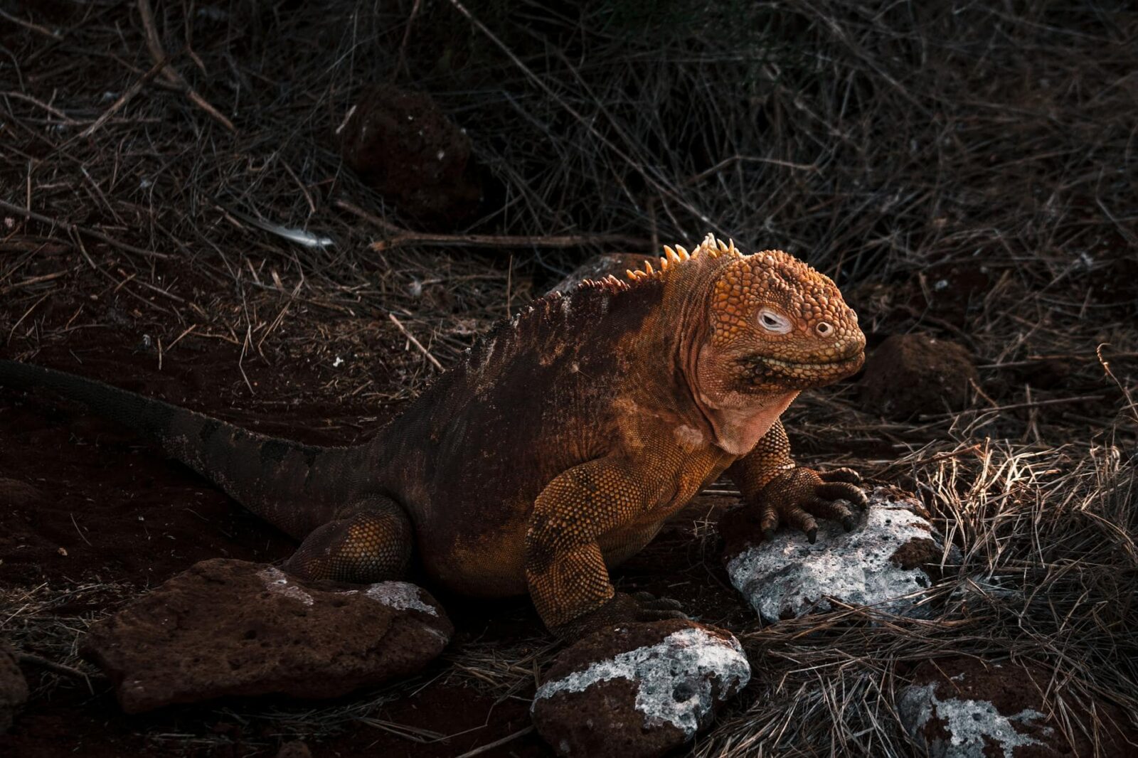 Villagers on Príncipe, the ‘African Galapagos’, to be paid for protecting the ecosystem