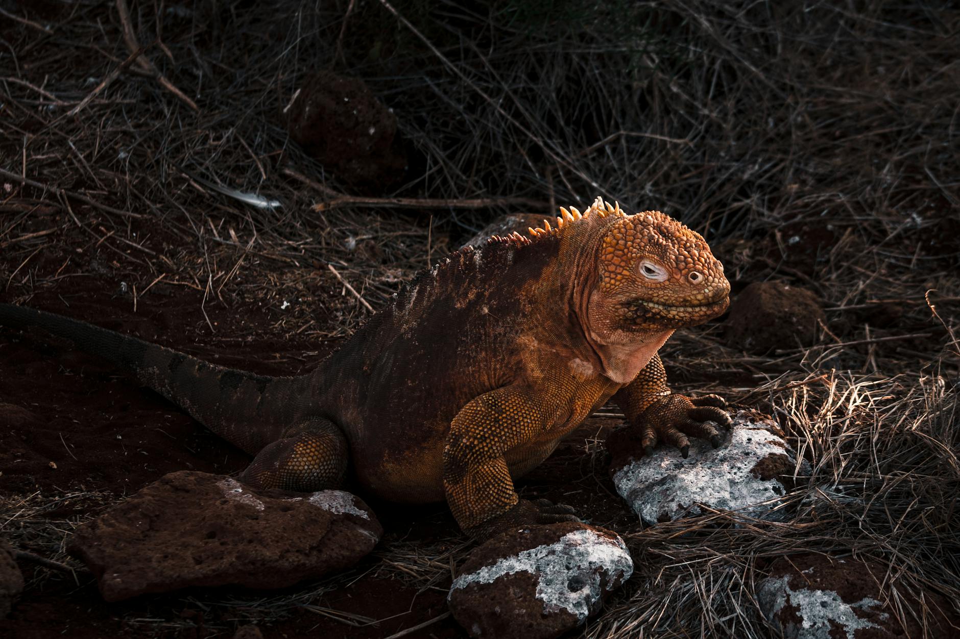 Villagers on Príncipe, the ‘African Galapagos’, to be paid for protecting the ecosystem