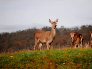 Deer Valley 2.0, Kayak Endüstrisinin Bu Yüzyıldaki “İkinci Film”i Olabilir