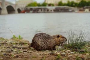 Bővelkedik az élővilág – Még a városainkban is: Olvasóink kedvenc brit természetvédelmi területei és nemzeti parkjai