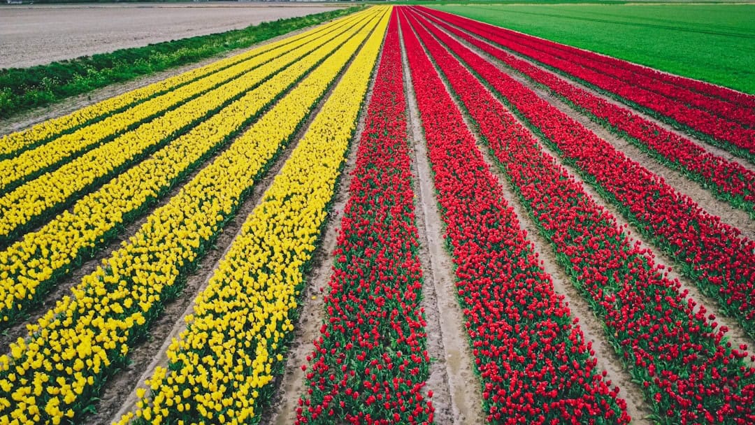 10 Best Places to See Tulips in Europe in April 2026 (Beyond Keukenhof)