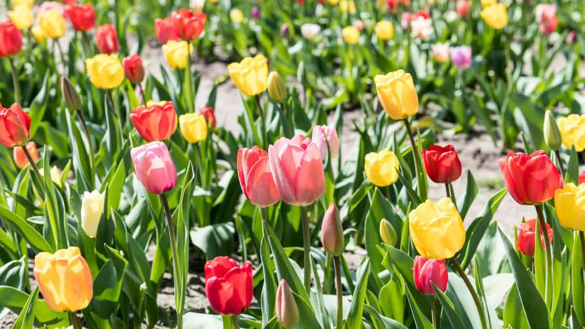 10 Best Places to See Tulips in Europe in April 2026 (Beyond Keukenhof)