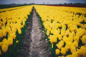 10 Best Places to See Tulips in Europe in Spring 2026 (Beyond Keukenhof)