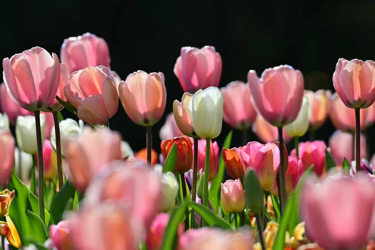 10 Best Places to See Tulips in Europe in Spring 2026 (Beyond Keukenhof)