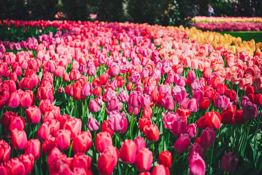 10 Best Places to See Tulips in Europe in Spring 2026 (Beyond Keukenhof)