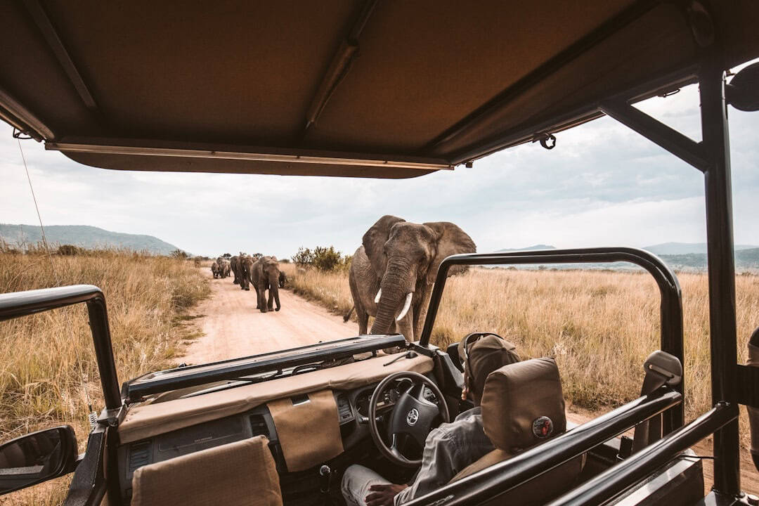 8 Affordable Safari Destinations in Africa for 2026 (Budget-Friendly Parks & Lodges)