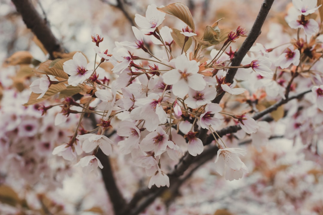 Cherry Blossom Alternatives: 6 Less-Crowded Spring Destinations in Asia for 2026