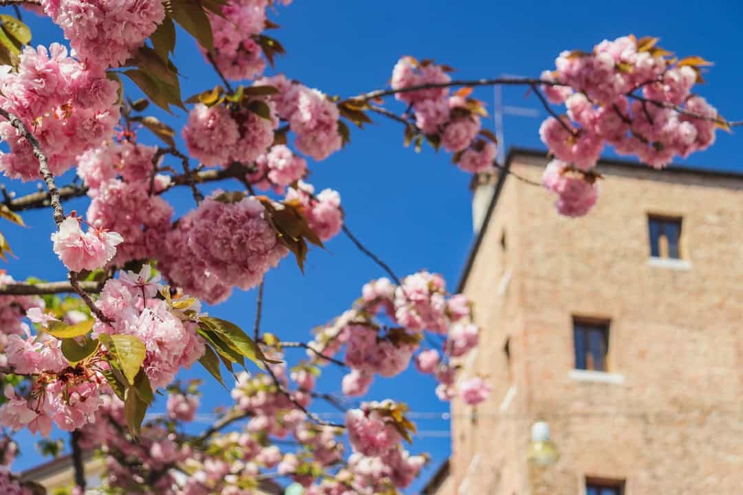 Cherry Blossom Alternatives in Europe: 8 Spring Destinations Without the Crowds
