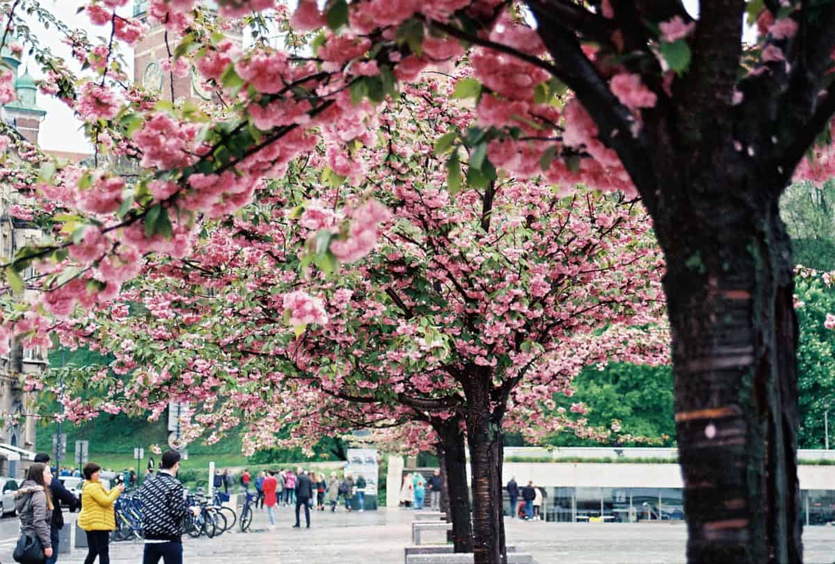 Cherry Blossom Alternatives in Europe: 8 Spring Destinations Without the Crowds