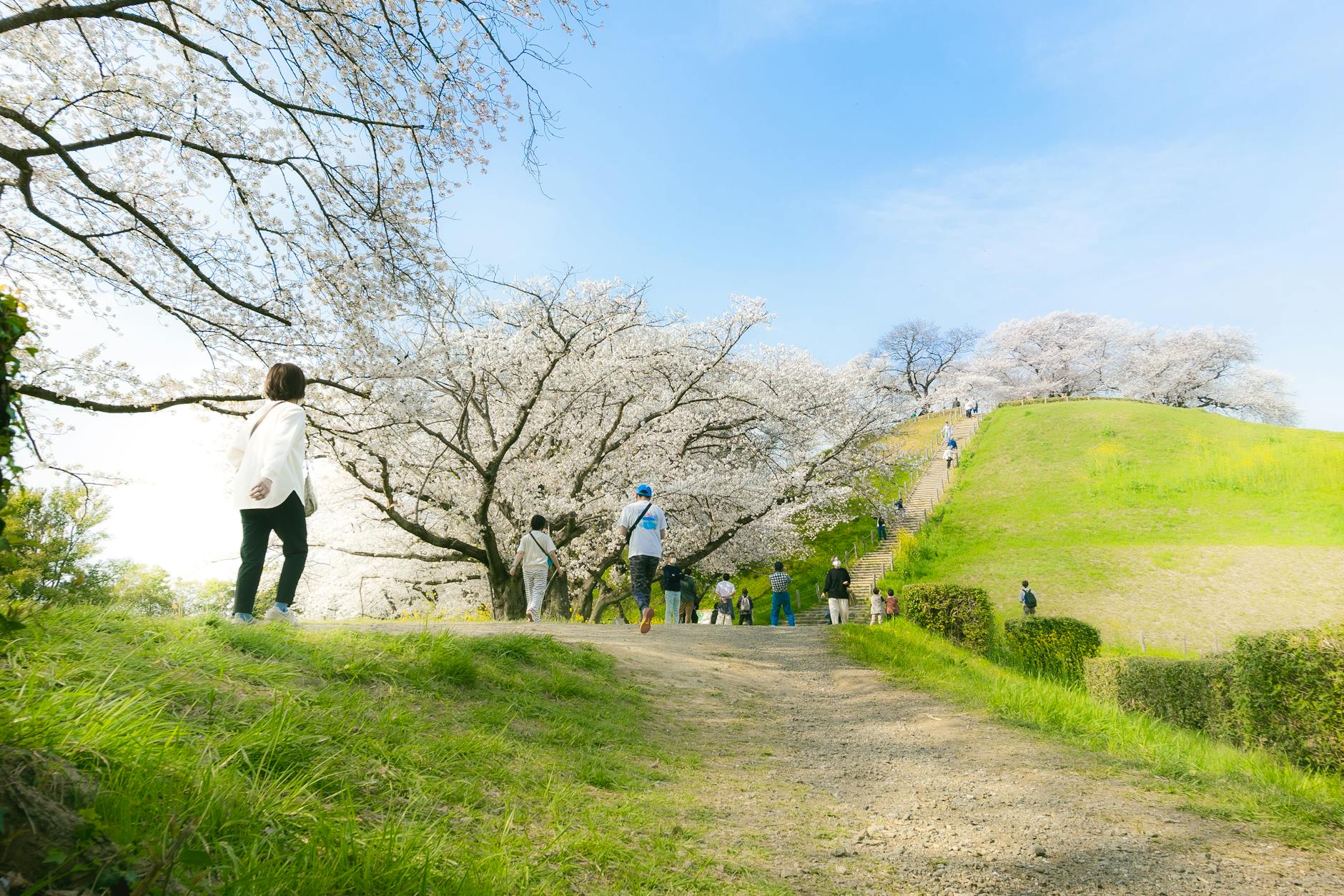 Exploring Japan’s Late Cherry Blossoms in Tohoku: 8 Less-Crowded Hanami Spots for April