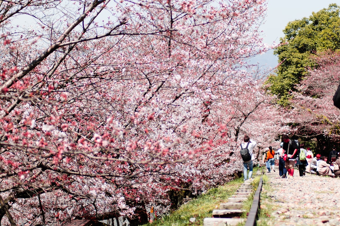Exploring Japan’s Late Cherry Blossoms in Tohoku: 8 Less-Crowded Hanami Spots for April