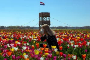 Hollanda Lale Sezonu 2026: Amsterdam Yakınındaki En İyi Keukenhof Rotaları, Çiçek Tarlaları & Kalabalıksız İzleme Tüyoları