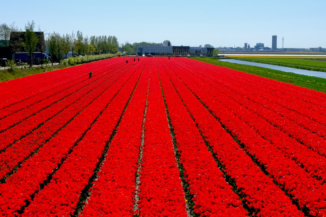 Netherlands Tulip Season 2026: Best Keukenhof Routes, Flower Fields Near Amsterdam & Crowd-Free Viewing Tips