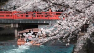 The Ultimate 5-Day Kyoto Cherry Blossom Guide 2026: Best Viewing Spots and Local Food