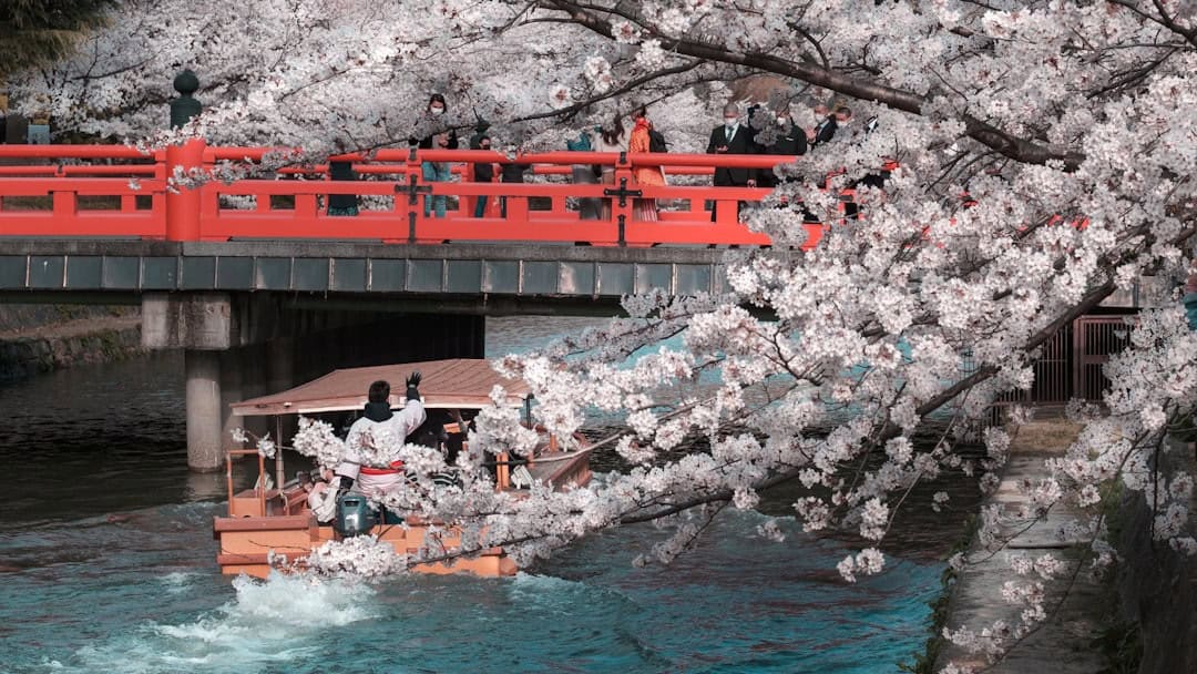 The Ultimate 5-Day Kyoto Cherry Blossom Guide 2026: Best Viewing Spots and Local Food