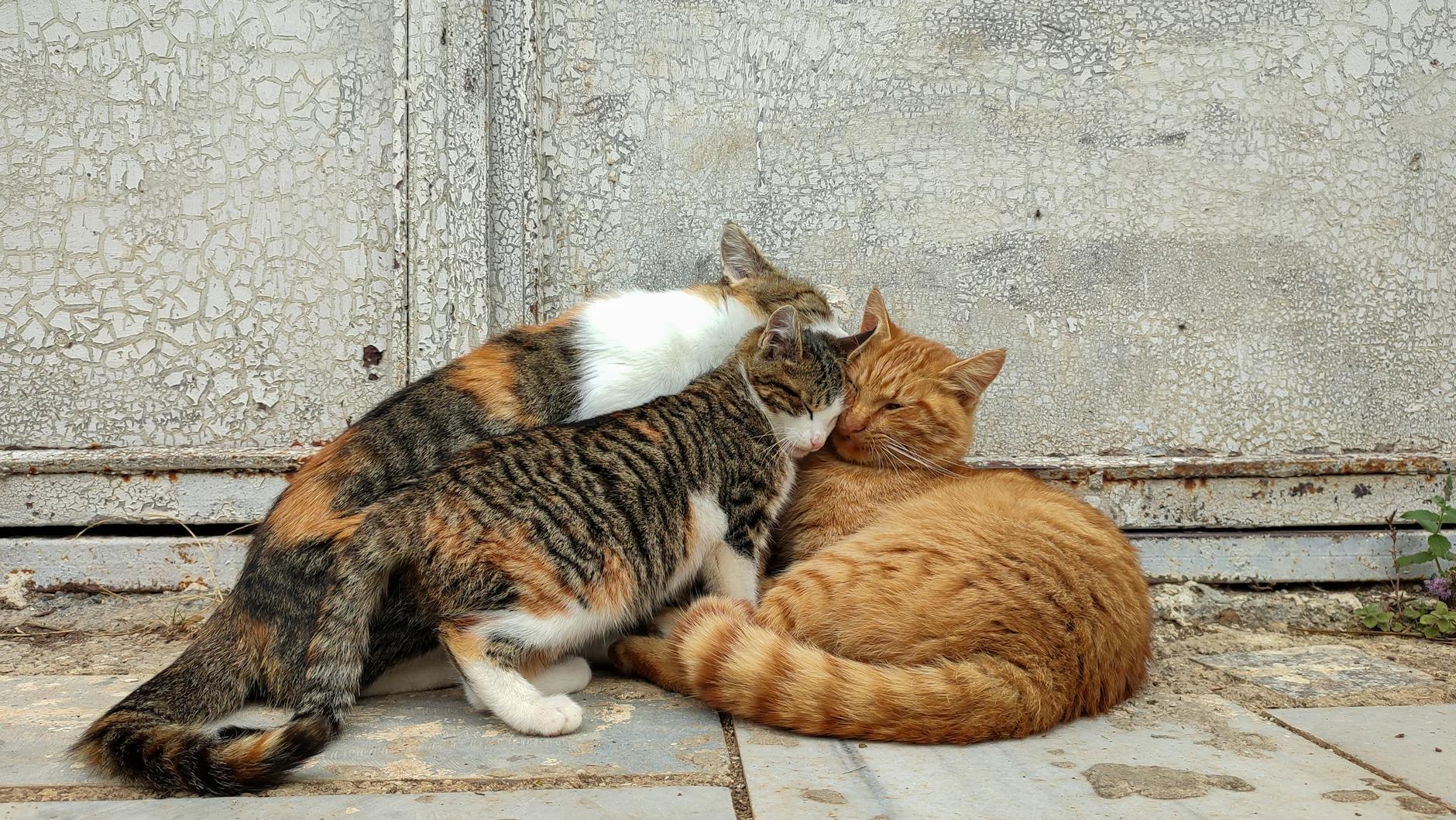 This trio set out to explore unmapped waters in Brazil’s Amazon and found a rare dolphin population instead
