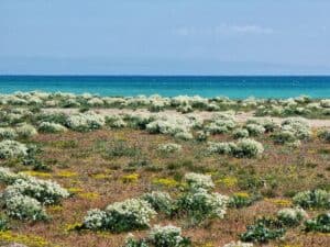 Travel in Bloom: The Best Flower Tourism Destinations to Visit in 2026