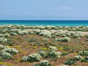 Travel in Bloom: The Best Flower Tourism Destinations to Visit in 2026