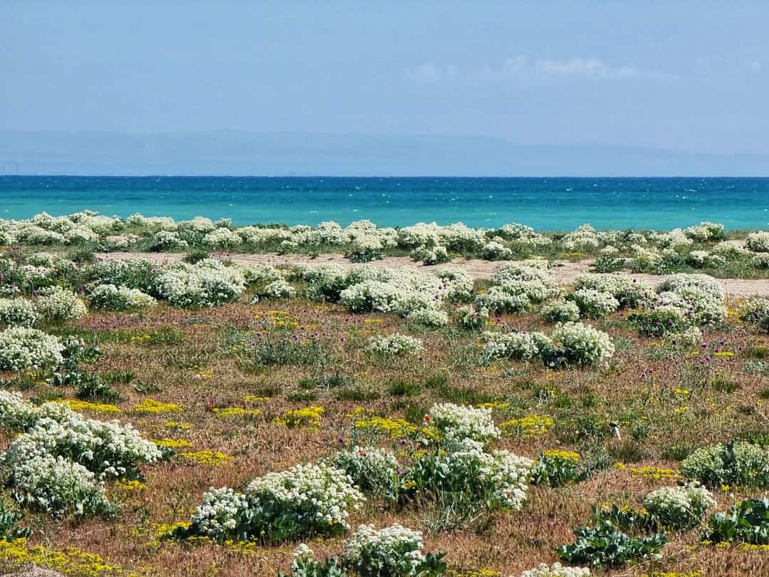 Travel in bloom: These are the best flower tourism destinations to visit in 2026