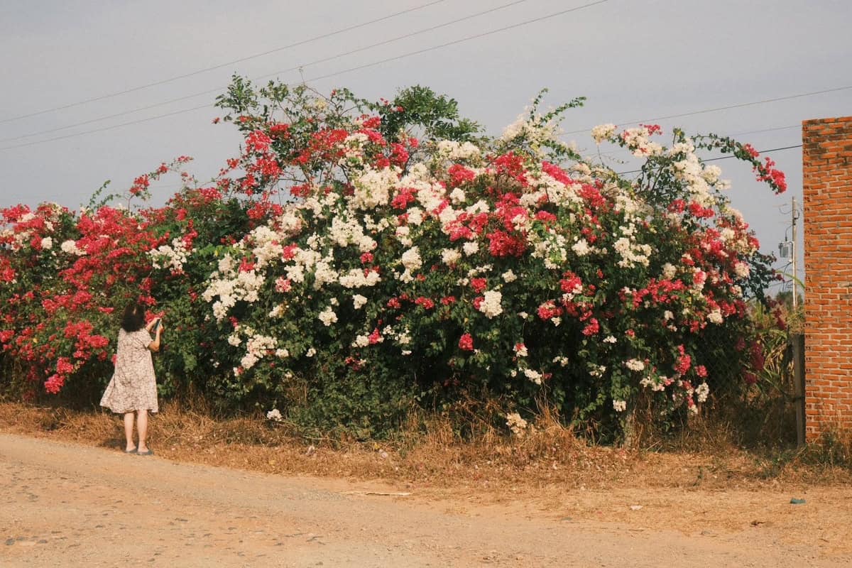 Travel in bloom: These are the best flower tourism destinations to visit in 2026