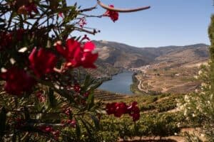 Wine Tasting in Portugal’s Douro Valley: Best Quintas to Visit in Spring