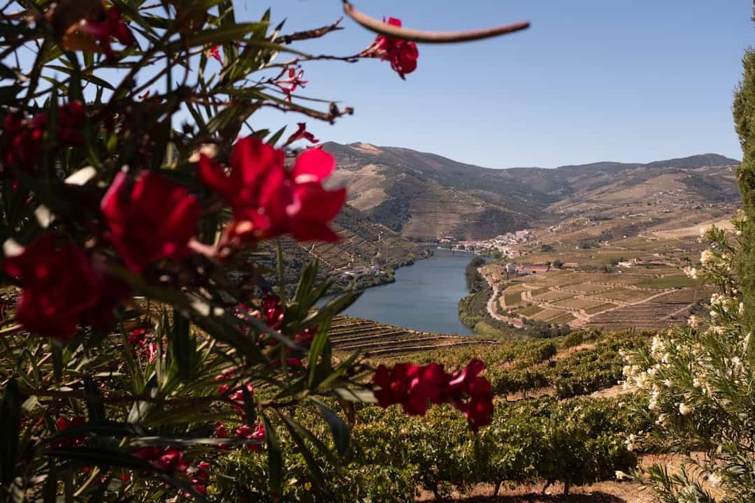 Wine Tasting in Portugal’s Douro Valley: Best Quintas to Visit in Spring