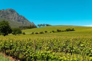 Γευσιγνωσία Κρασιού στο Stellenbosch της Νότιας Αφρικής: 7 Boutique Οινοποιεία να Επισκεφτείς το Φθινόπωρο