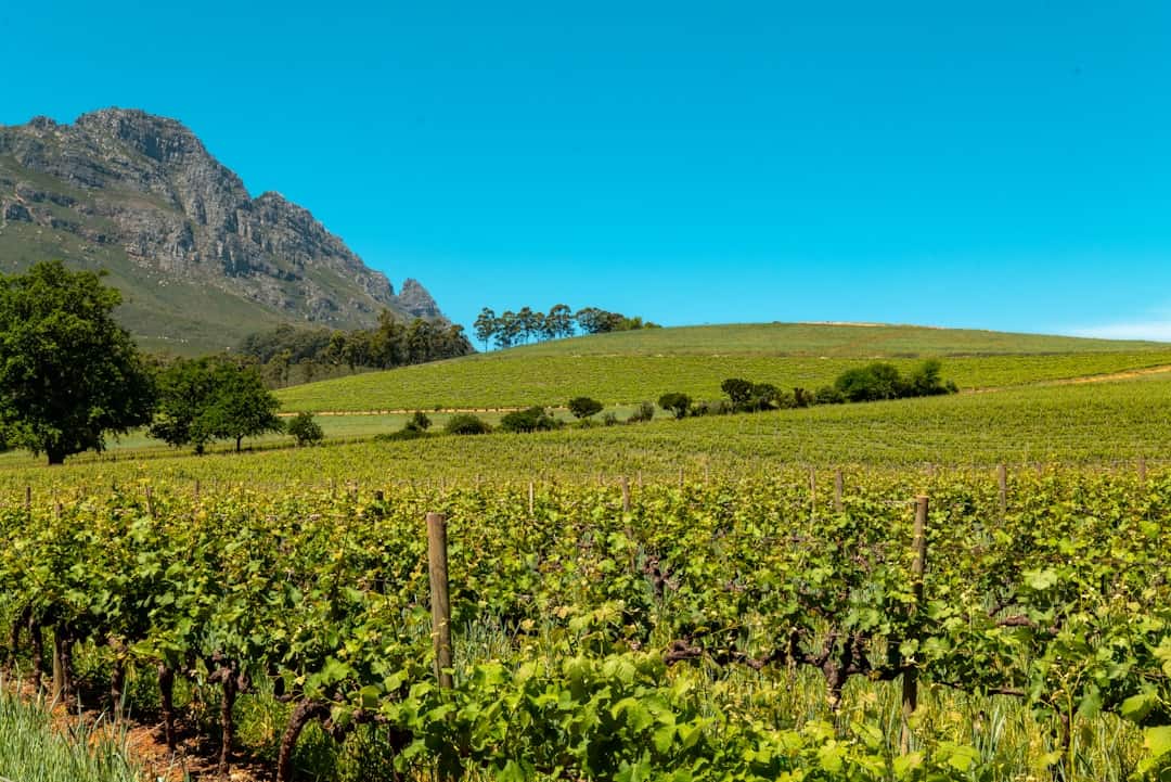 Wine Tasting in South Africa’s Stellenbosch: 7 Boutique Wineries to Visit in Autumn