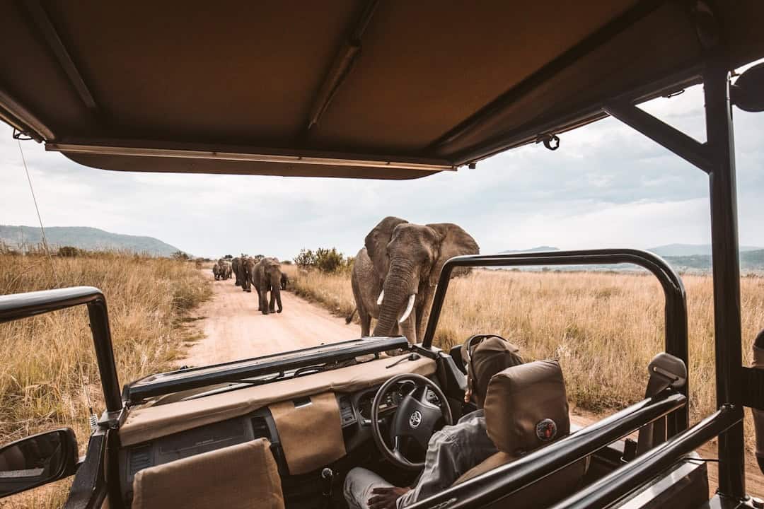 5 Affordable Safari Destinations in Africa for 2026 (Kenya, Tanzania, Namibia & More)