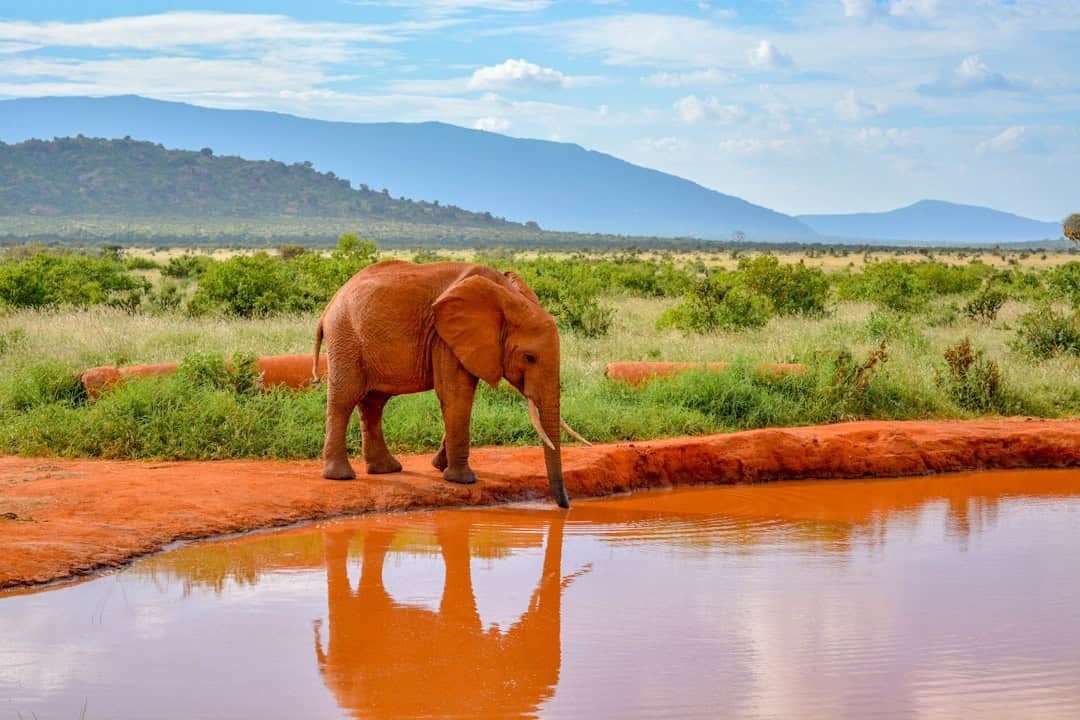 5 Affordable Safari Destinations in Africa for 2026 (Kenya, Tanzania, Namibia & More)