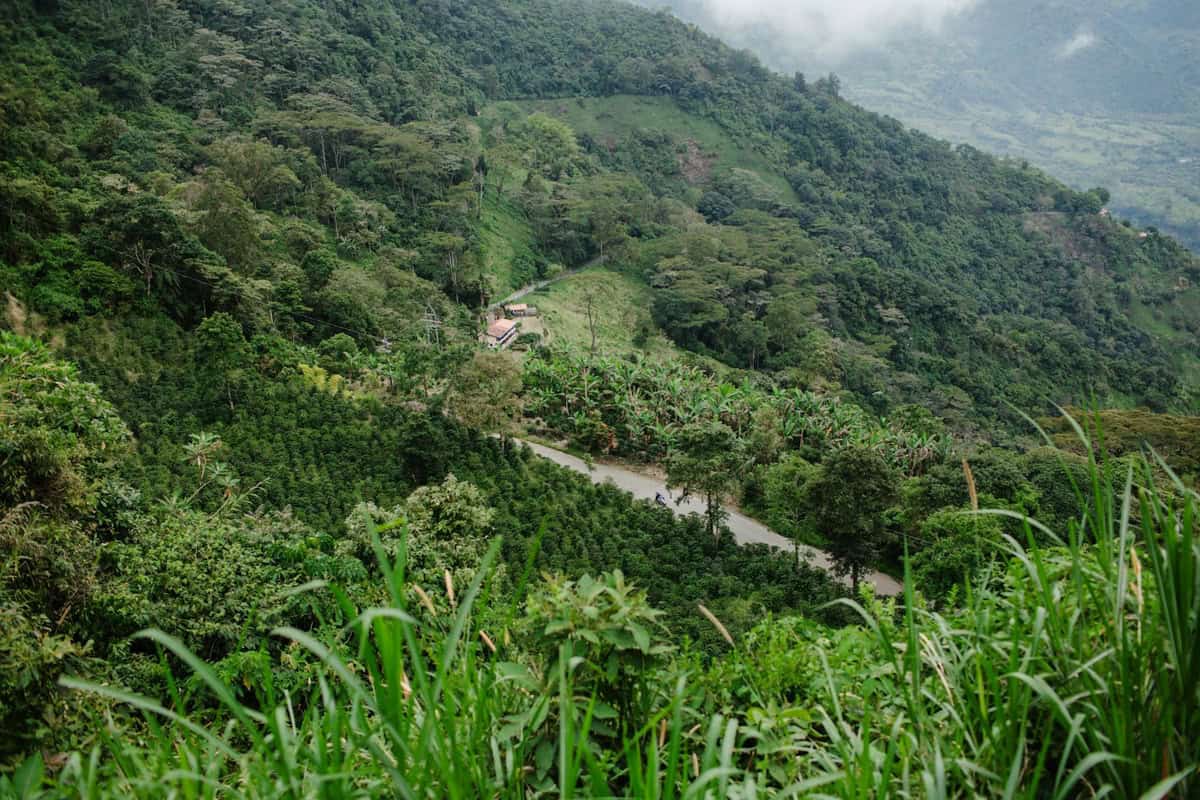 Exploring Colombia’s Coffee Triangle: A 7-Day Itinerary for Adventure and Culture