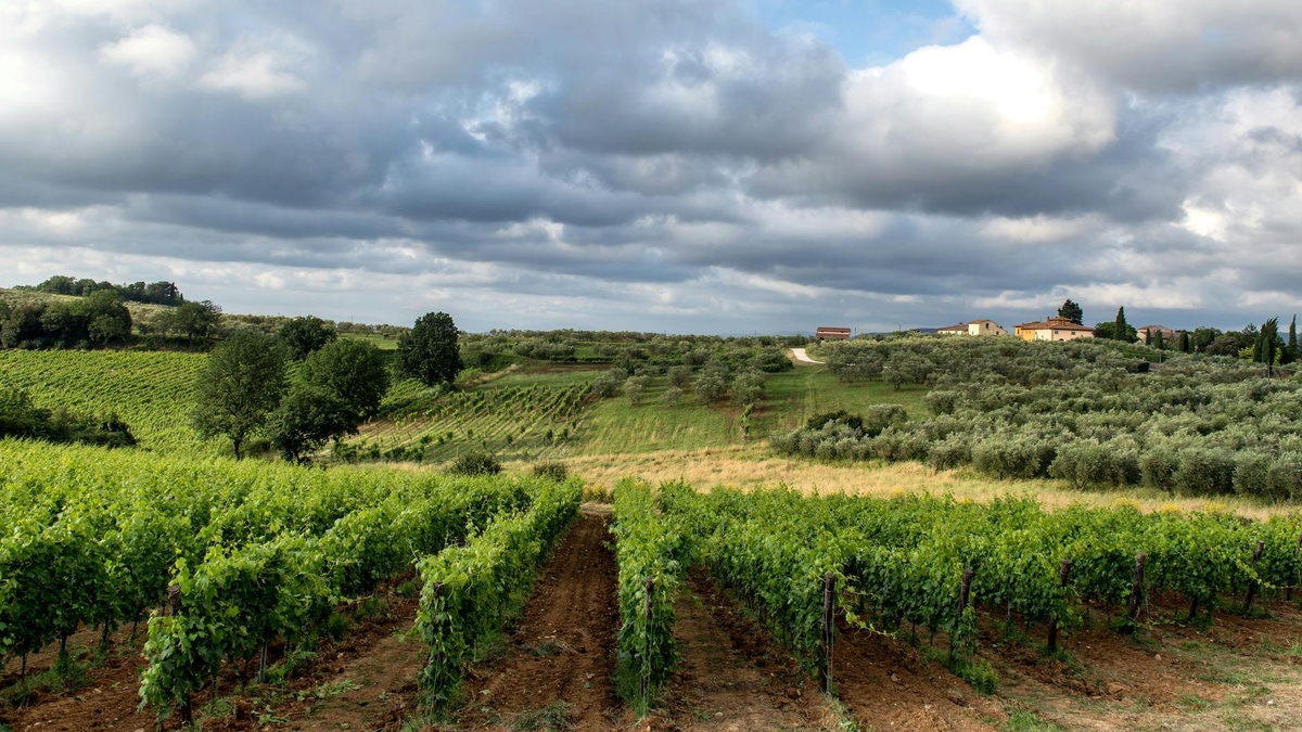 Tuscany Wine Travel Guide: Visiting Chianti Vineyards Without a Car