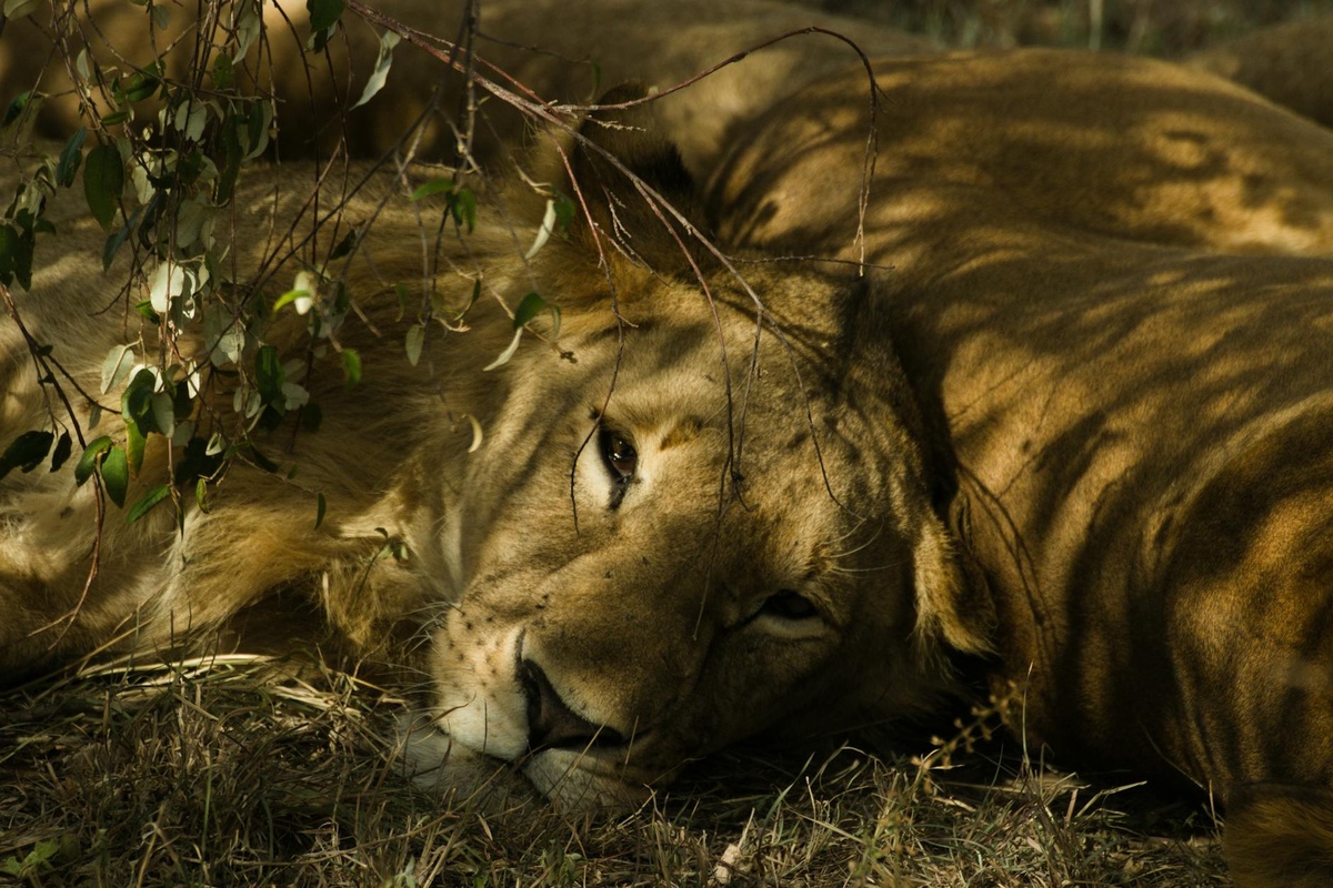 Africa’s hottest new safari lodges are redefining luxury travel in the wild