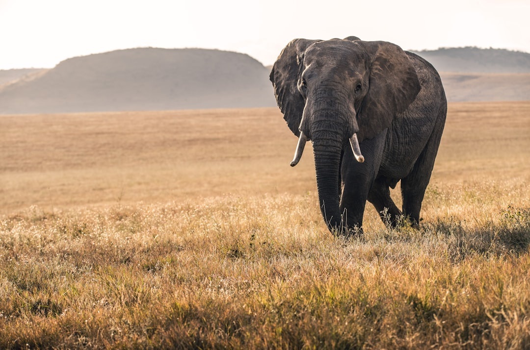 First Safari in Africa: Kenya vs Tanzania vs South Africa Compared by Price, Wildlife Density, and Ease of Planning
