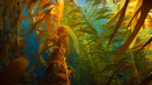 Record Seaweed Levels Are Hitting Caribbean Beaches — Here’s How to Turn It Into a Cheap Summer Escape