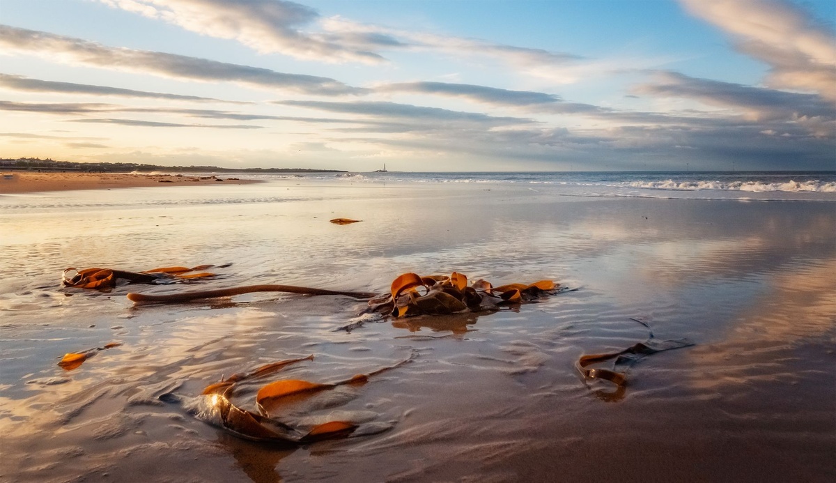 Record Seaweed Levels Are Hitting Caribbean Beaches — Hotels Are Cutting Prices