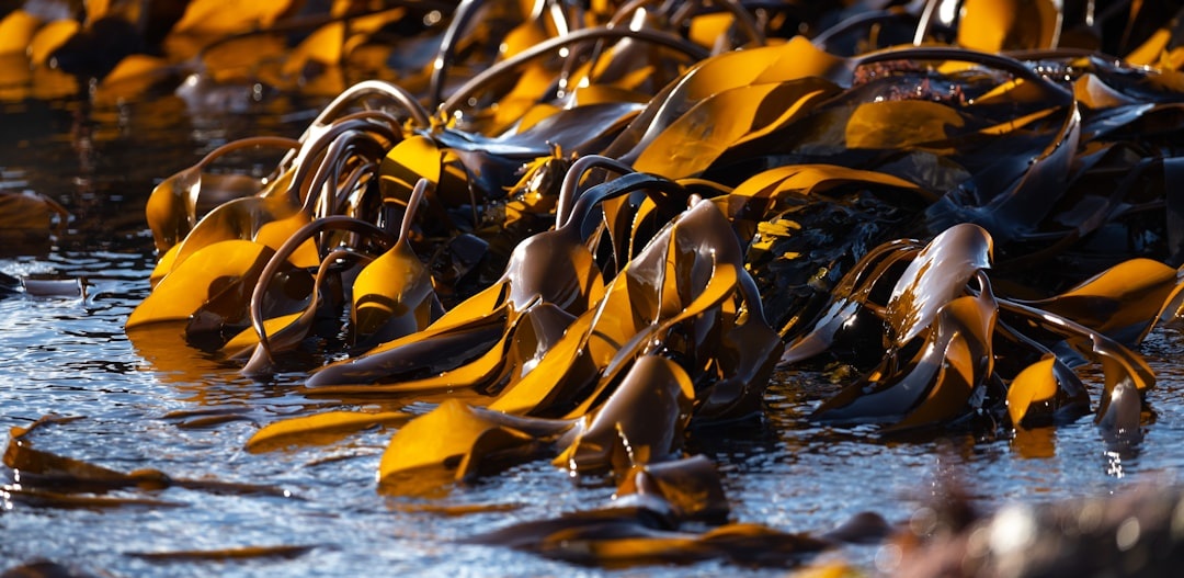 Record Seaweed Levels Are Hitting Caribbean Beaches — Hotels Are Cutting Prices