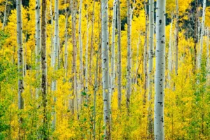 Το Καλοκαίρι στο Aspen φέρνει «τρελά» για το φαγητό—Πού να φας ανάμεσα στις υπαίθριες περιπέτειες