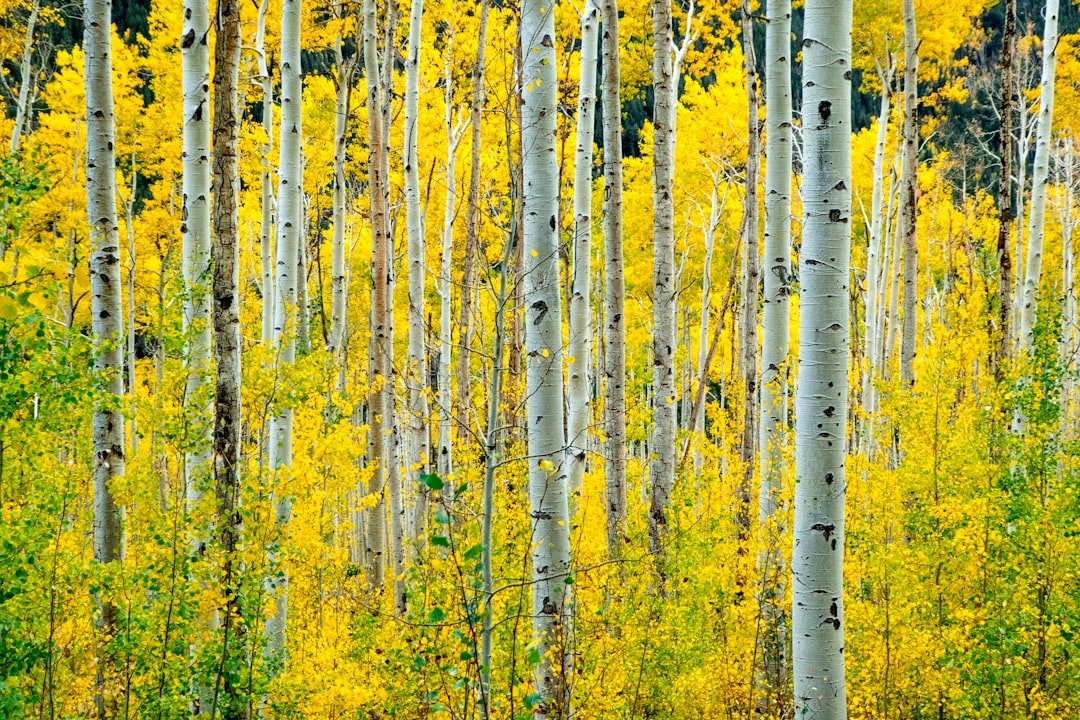 Summer in Aspen Brings a Food Frenzy—Here's Where to Eat in Between Outdoor Adventures