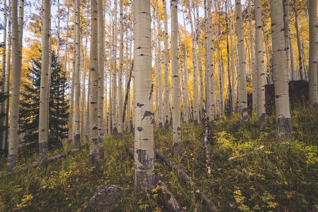 Summer in Aspen Brings a Food Frenzy—Here's Where to Eat in Between Outdoor Adventures