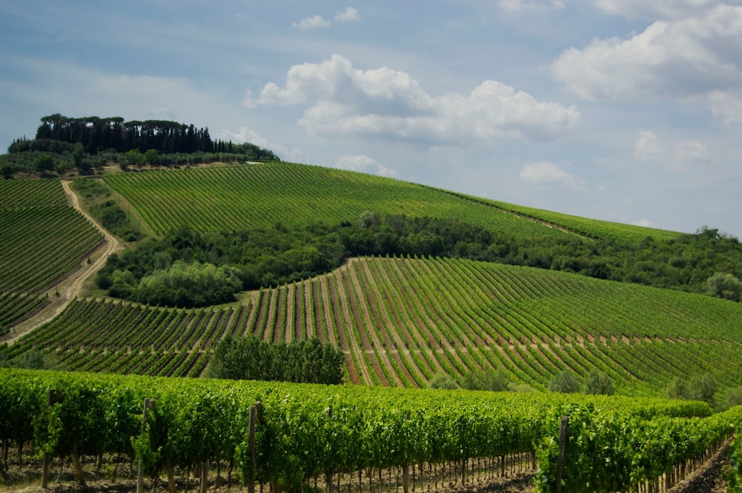 Tuscany vineyards
