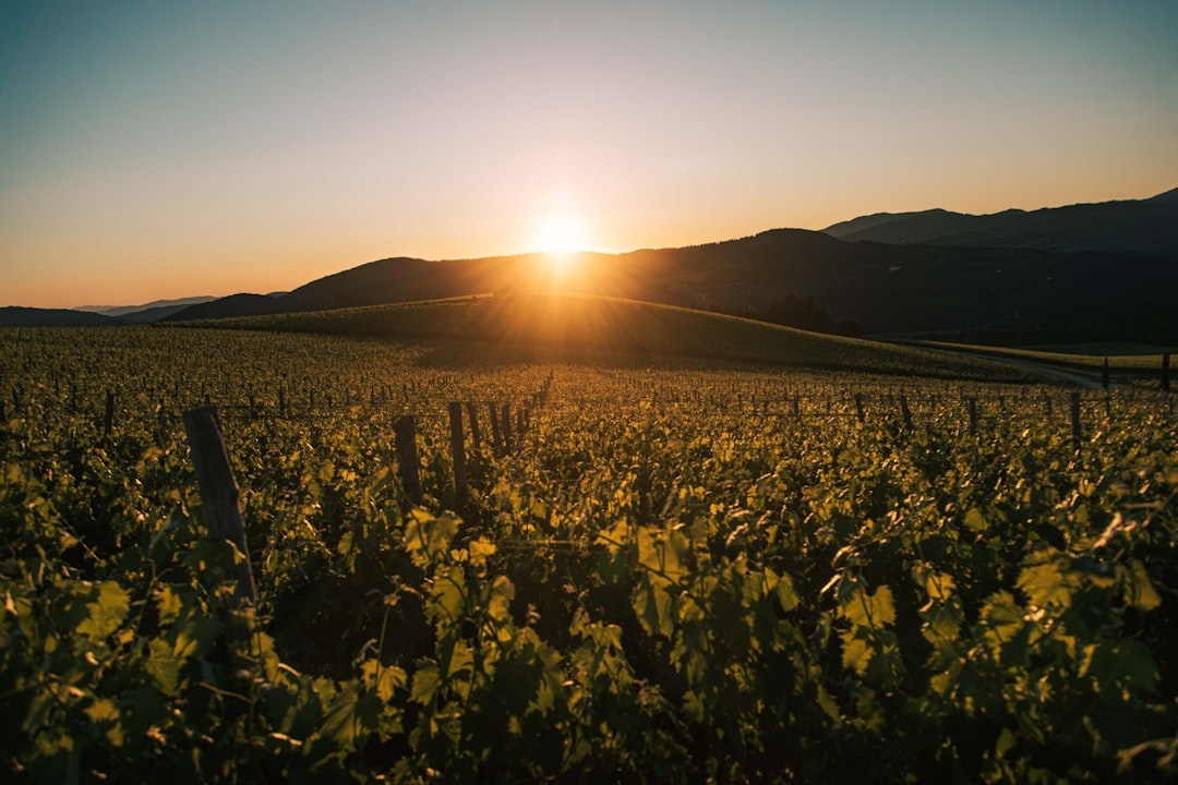 Tuscany vineyards and countryside