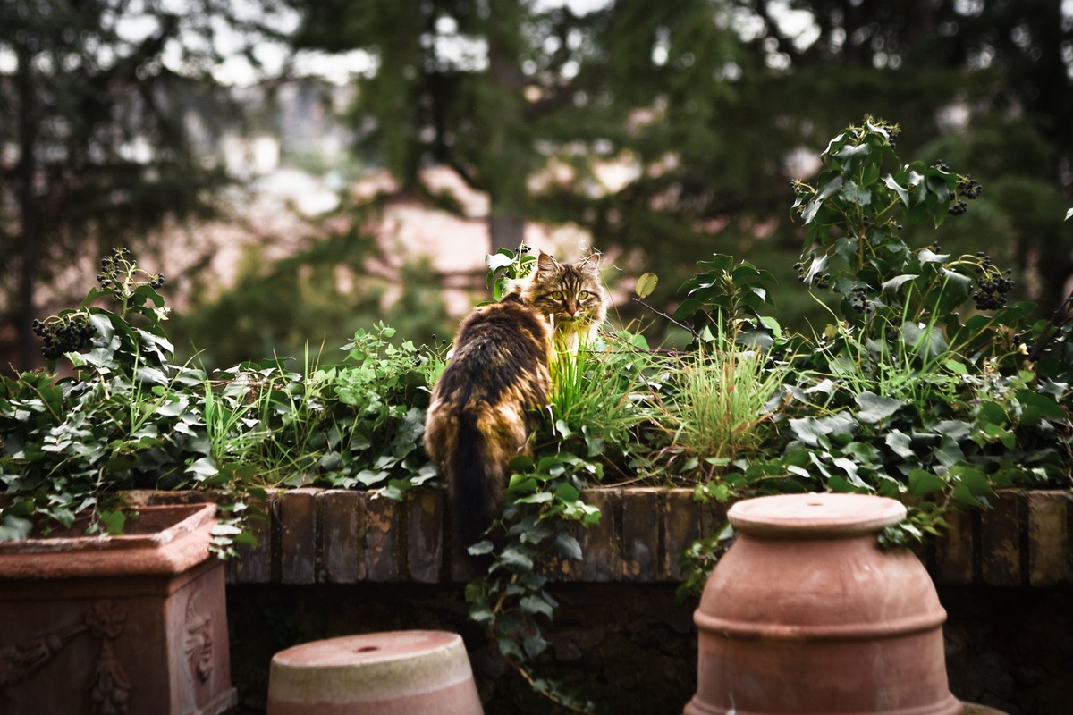 Visit the cats of Rome on this new running tour around the Eternal City