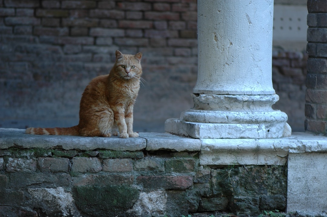 Visit the cats of Rome on this new running tour around the Eternal City